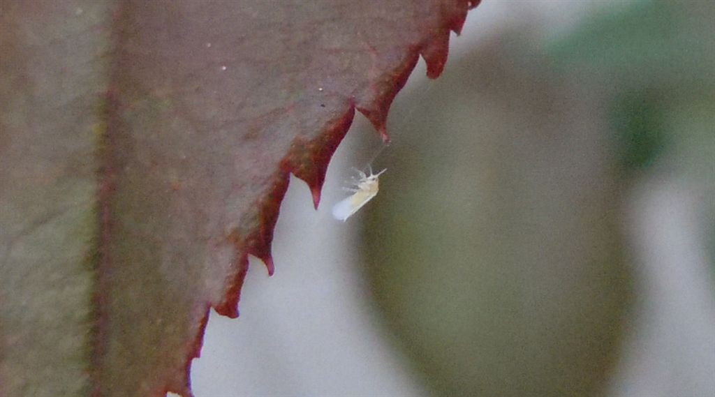 Aleyrodidae? S